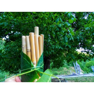 Reed eco-straws